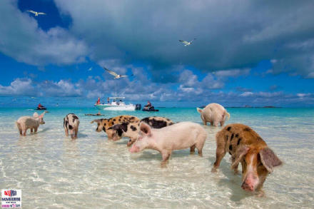 高娓娓：美国人度假喜欢以猪为伍？全球唯一被猪占领的岛，禁止人类居住