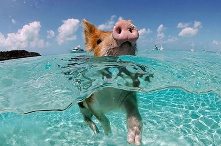 高娓娓：美国人度假喜欢以猪为伍？全球唯一被猪占领的岛，禁止人类居住