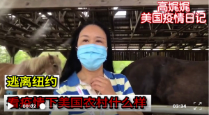 高娓娓疫情日记:逃离纽约,看疫情下美国农村什么样;华人在美国农村狂采蒲公英,预防新冠?