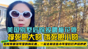 美国居家投喂后院野生梅花鹿,撑死胆大的饿死胆小的