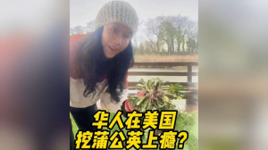 华人在美国挖蒲公英上瘾？