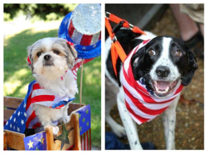 高娓娓：美国人怎么庆祝国庆，穿着国旗去赶集，狗狗也要来爱国
