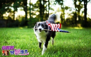 高娓娓：美国的这些狗除了卖萌还能这么用