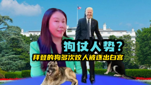 狗仗人势?美国总统拜登的狗咬人11次被驱逐出白宫!