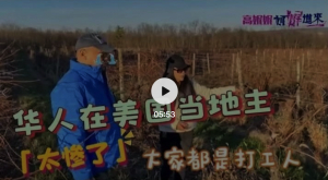 高娓娓：华人在美国当地主，太惨了！起得比鸡早，干得比牛多，我们都是打工人