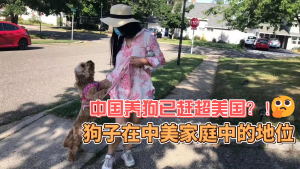 高娓娓:中国养狗已赶超美国?狗子在中美家庭地位